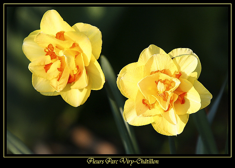 Fleurs Parc Mairie Viry-Chtillon