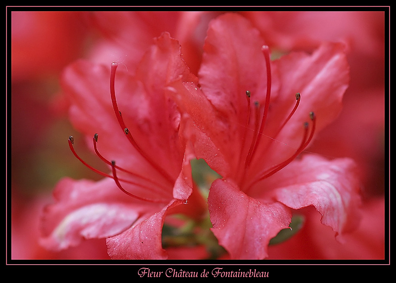 Fleur Fontainebleau 1