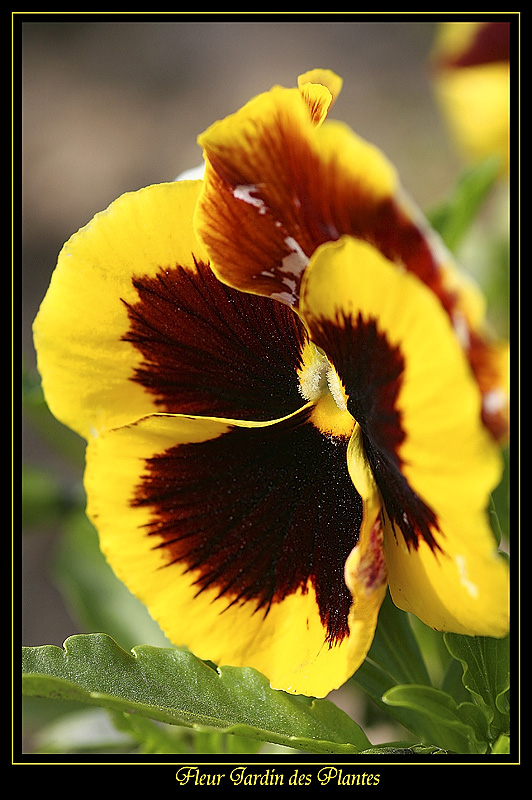 Fleur Jardin des plantes 6