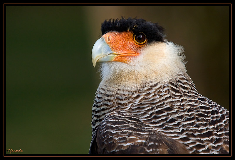 Caracara hupp