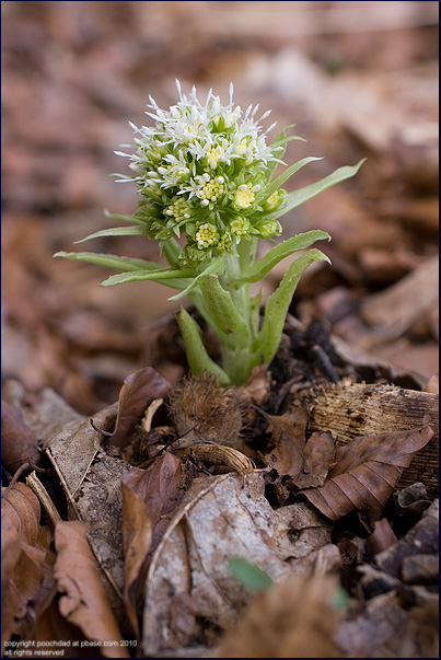 White butterbur - petasites albus