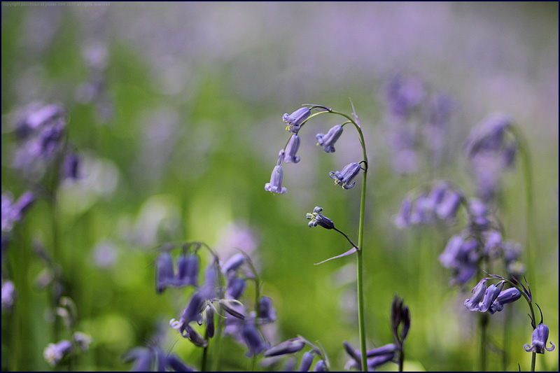 Common bluebell - hyacinthoides non-scripta