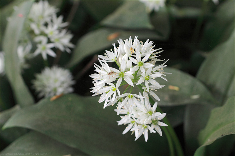 Ramsons (wild garlic) - allium ursinum