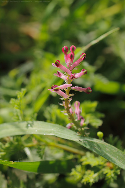 Common fumitory - fumaria officinalis (2)