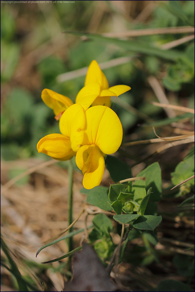 common birds-foot trefoil - lotus corniculatus