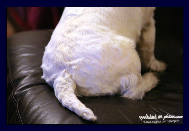 26122005 too much Christmas dinner
