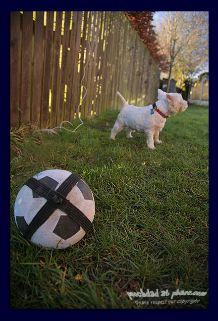 football or cat?