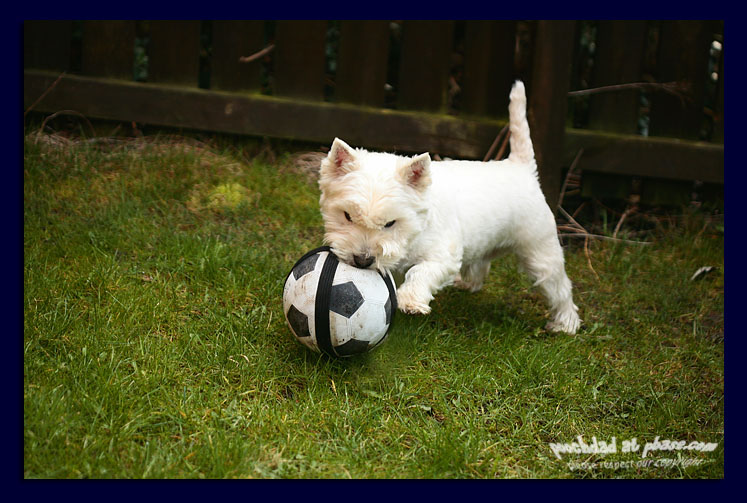 football frenzy