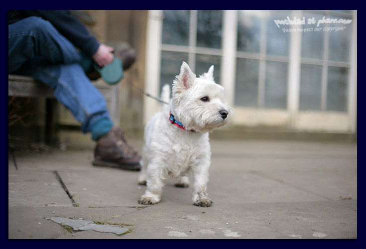 muddy paws