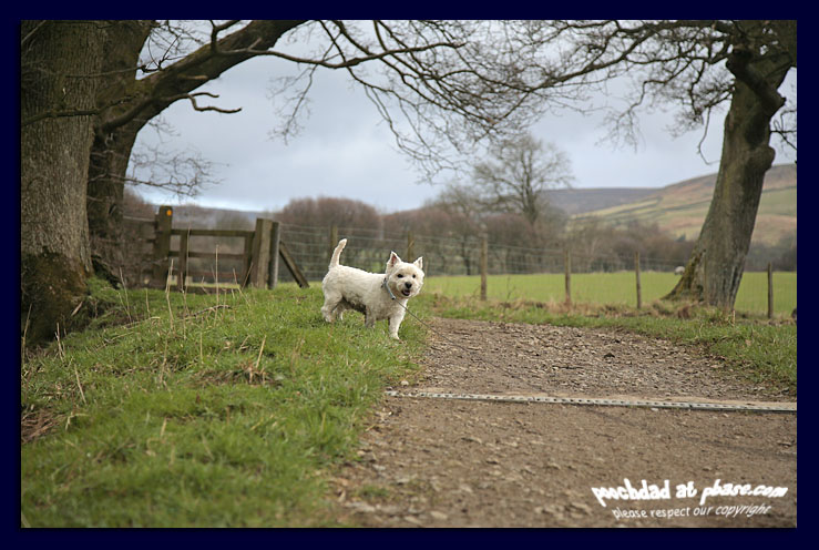 02042006 farndale