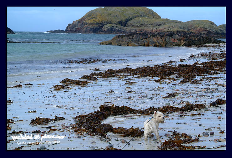 is seaweed edible?