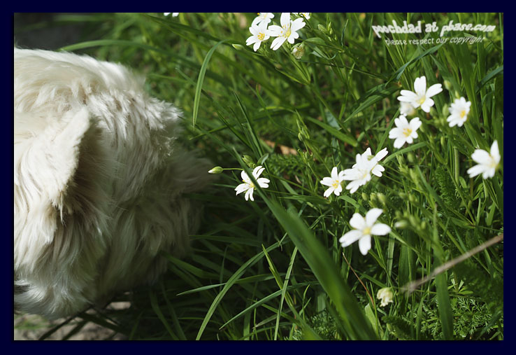 spring flowers