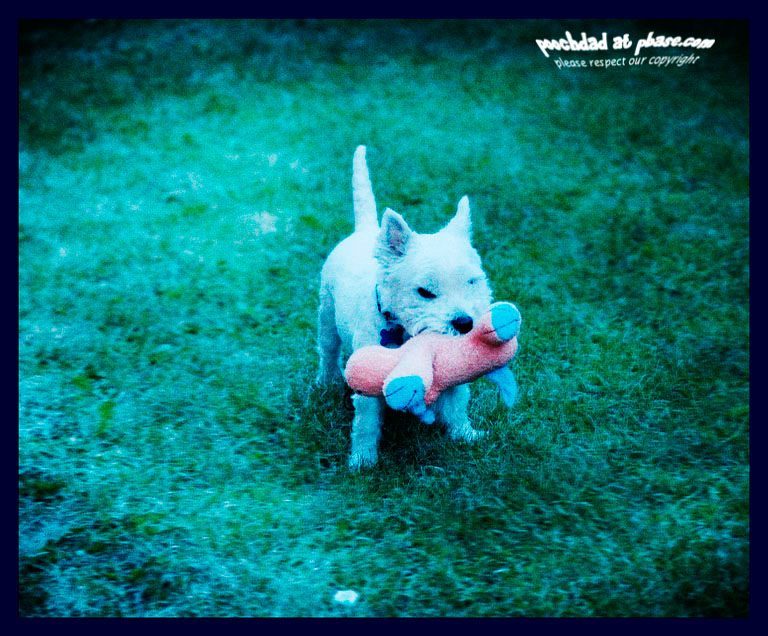 10062006 retro Pooch