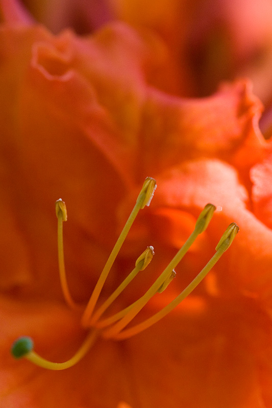 Creamsicle<br>May 6, 2006