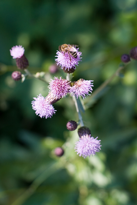 Honeybee on Thistle