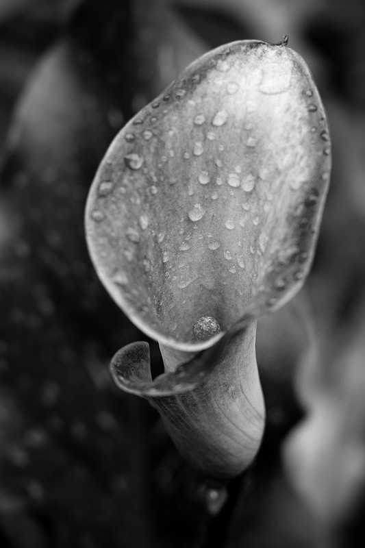 Calla