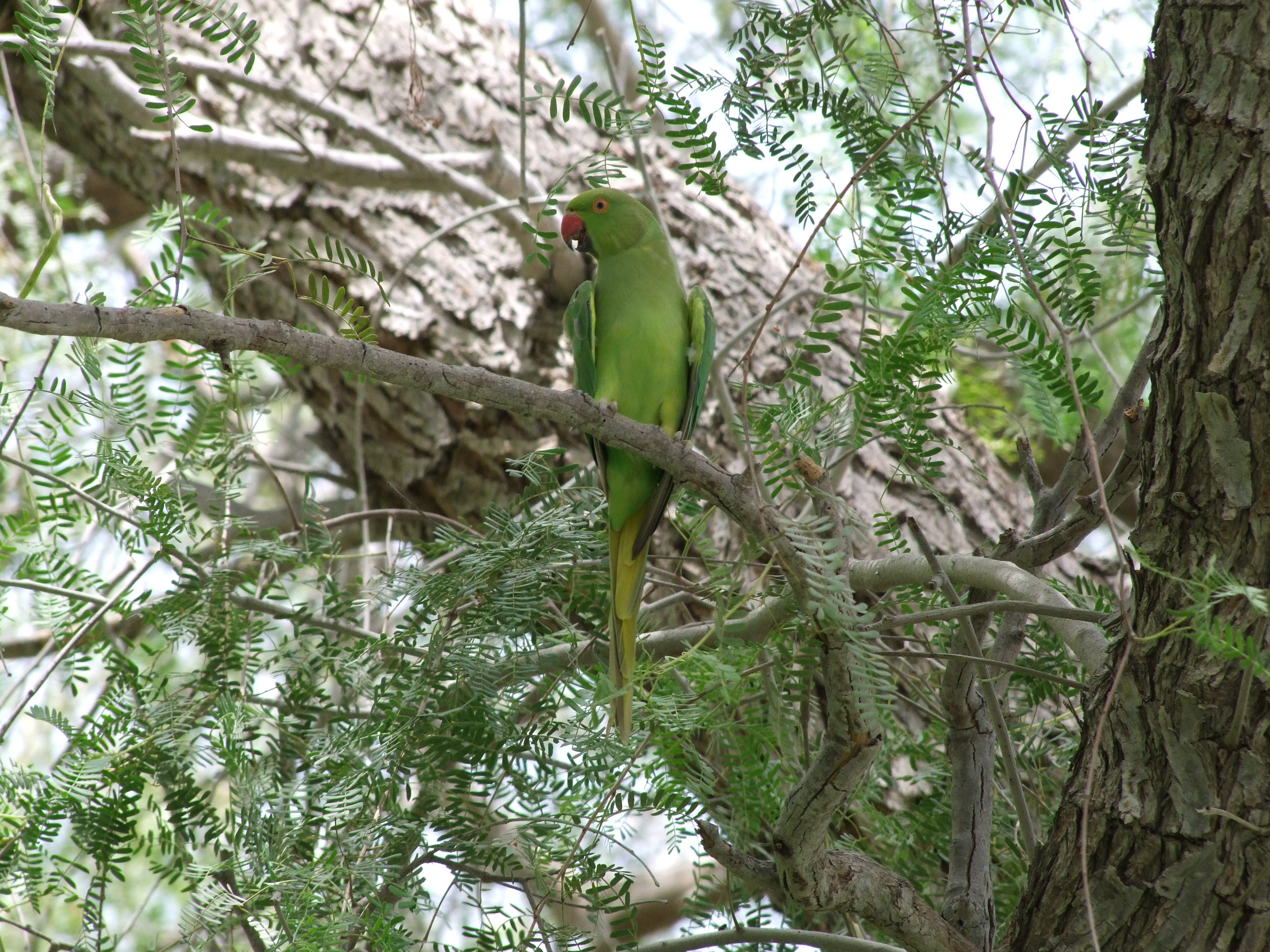Parrot Mushrif Park Dubai