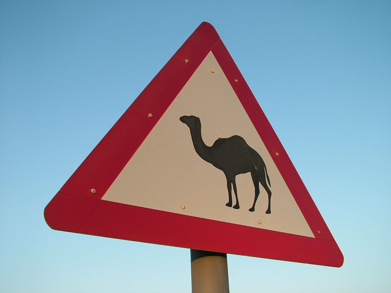 Beware of Camels Dubai.JPG