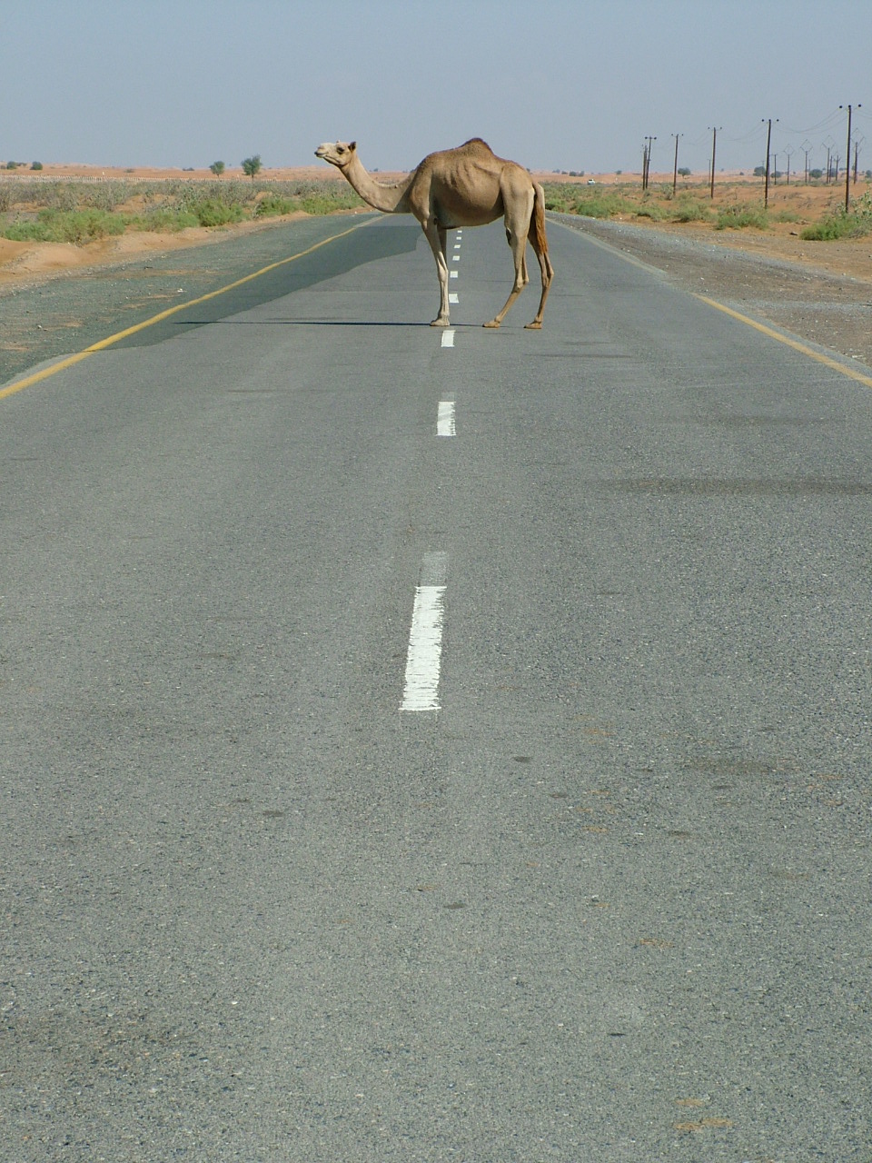 Beware of Camels Dubai.JPG