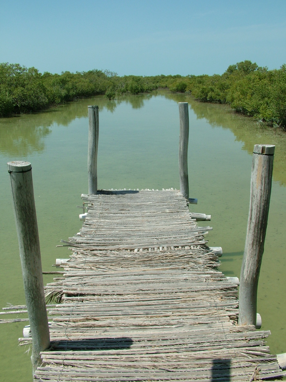 Mangrove Futaisi Island.JPG