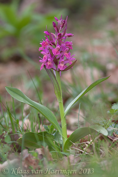 Vlierorchis - Elder-flowered Orchid - Dactylorhiza sambucina
