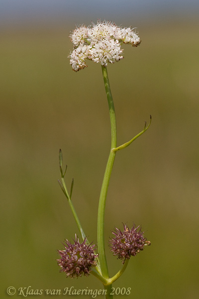 Pijptorkruid - Tubular Water-dropwort - Oenanthe fistulosa