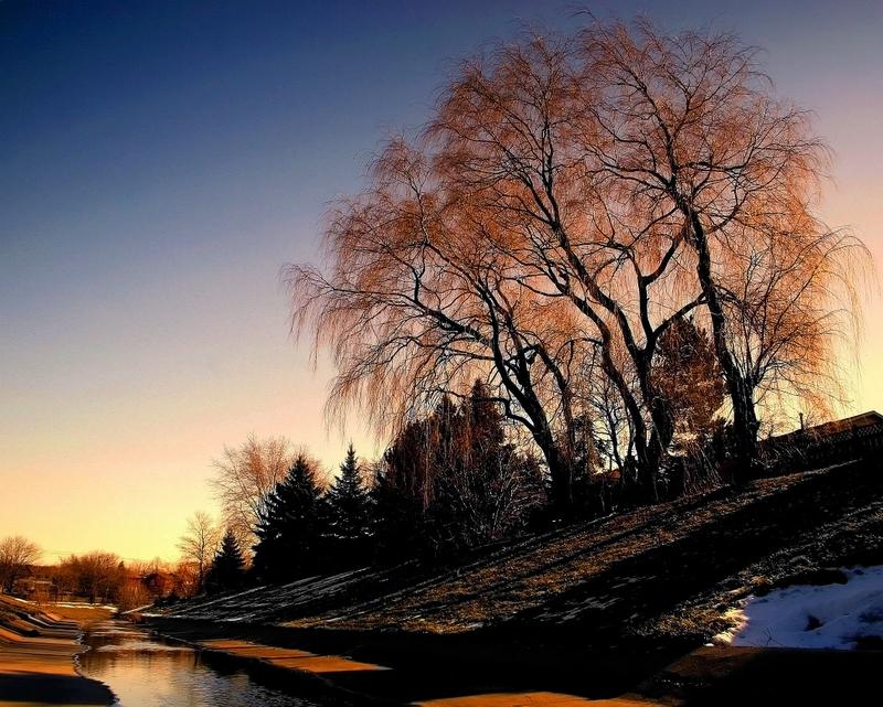 Willow Trees