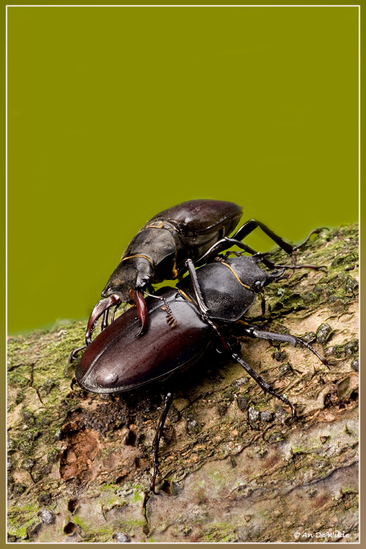 Paring Vliegend hert - Lucanus cervus