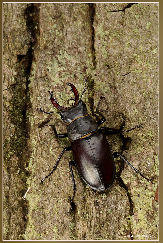 AN094027kopie2.jpg