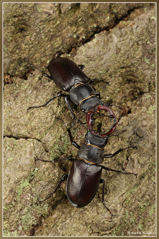 AN094036kopie.jpg