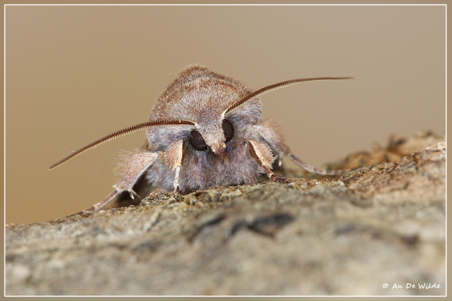 Variabele voorjaarsuil - Orthosia incerta