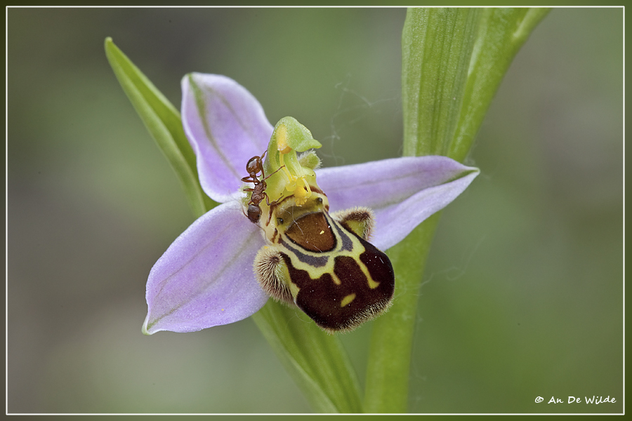 Bijenorchis - Ophrys apifera