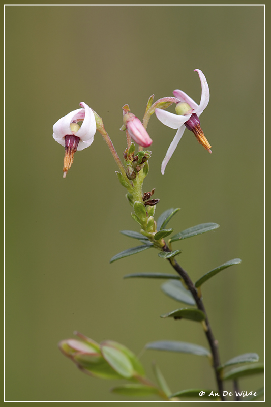 Kleine veenbes - Vaccinium oxycoccos