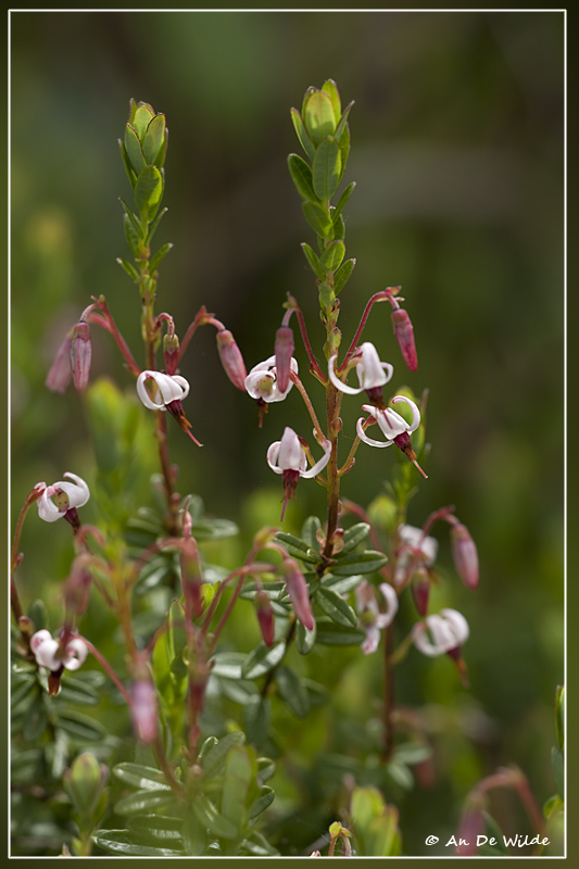 Kleine veenbes - Vaccinium oxycoccos