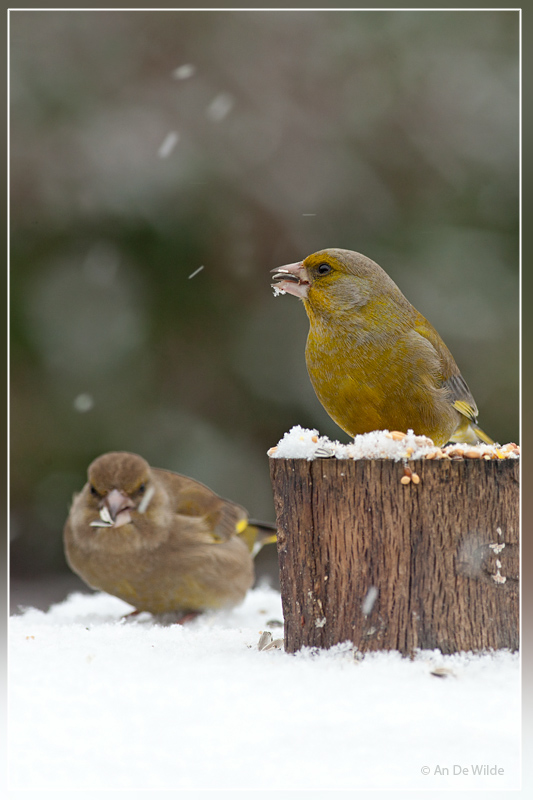 European Greenfinch