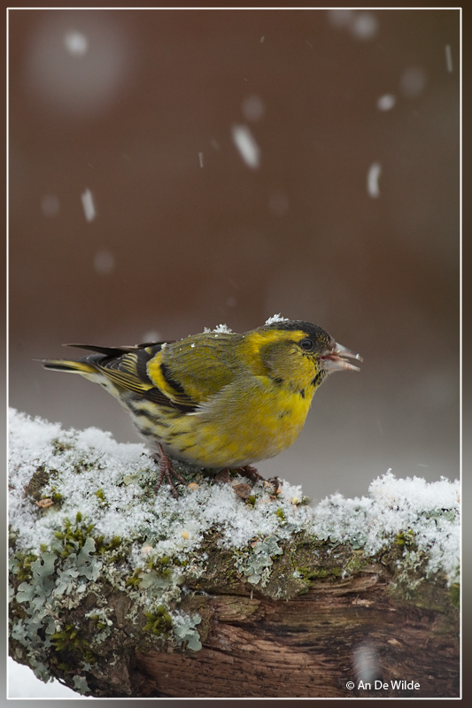 Sijs - Carduelis spinus