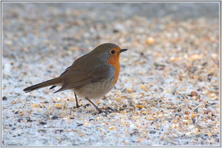 Roodborst - Erithacus rubecula