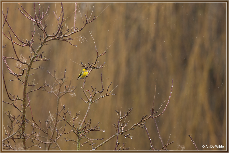 Sijs - Carduelis spinus