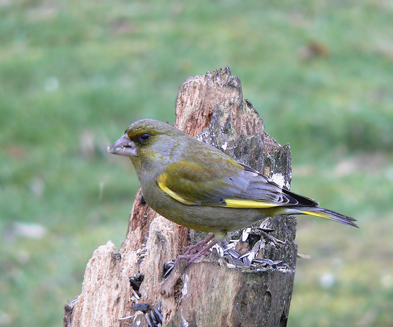 groeneling (chloris chloris)