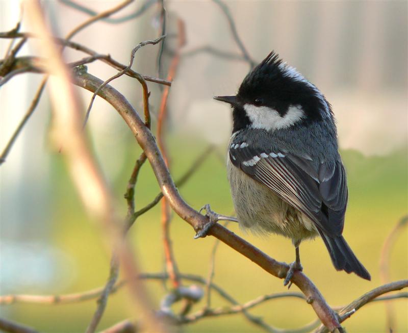 zwarte mees (parus ater)