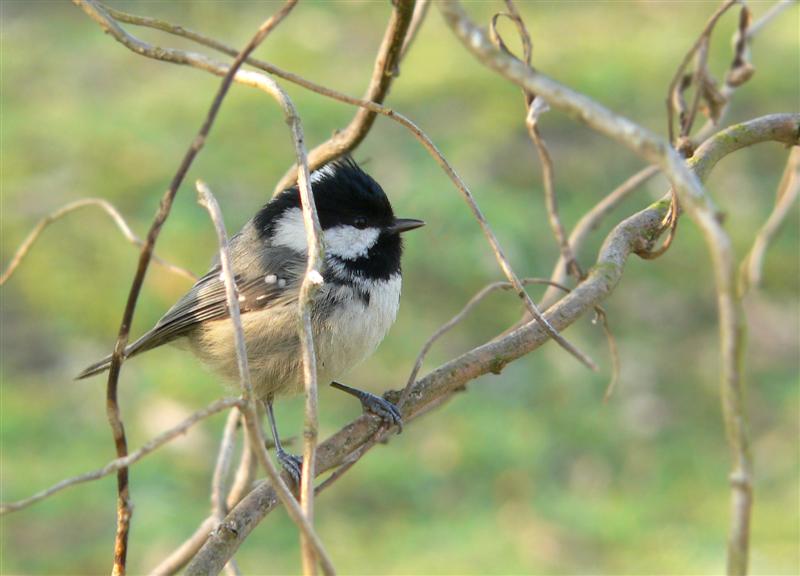 zwarte mees (parus ater)