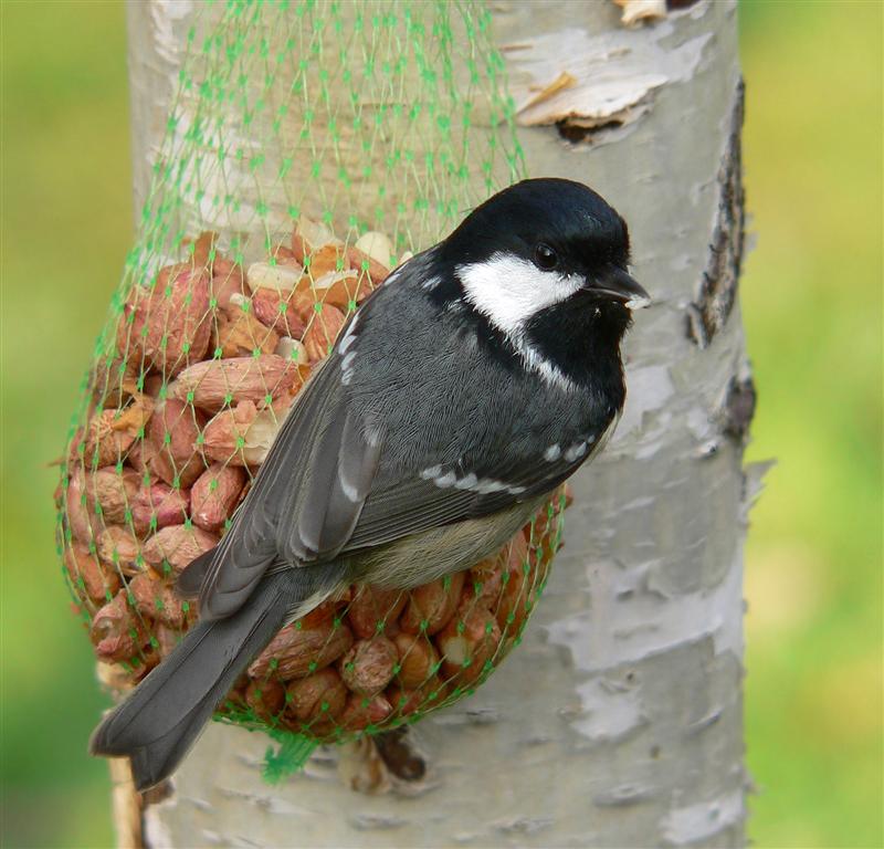 zwarte mees (parus ater)