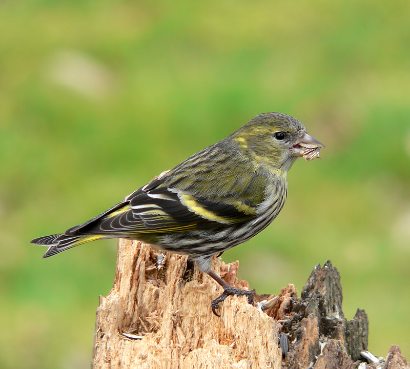 sijs (carduelis spinus) vrouwke.jpg