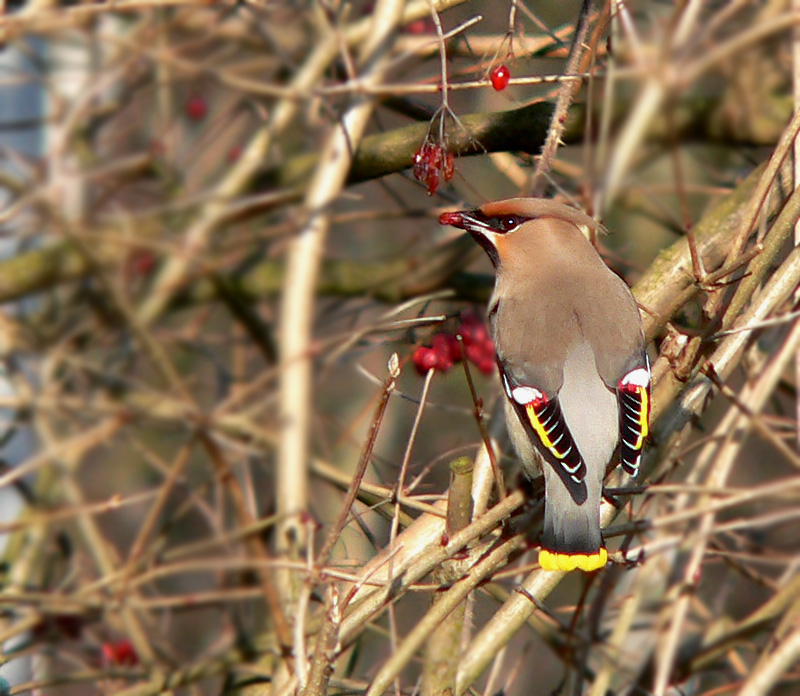 pestvogel (bombycilla garrulus)