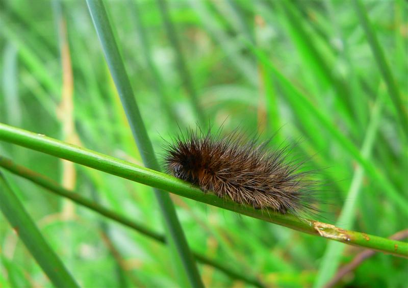rups van beervlinder