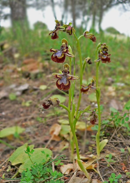 Ophrys speculum