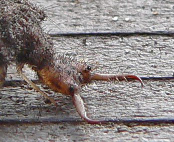 kop mierenleeuwlarve