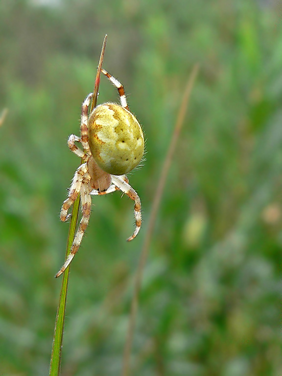 vrouwelijke Viervlekwielwebspin (Araneus quadratus)