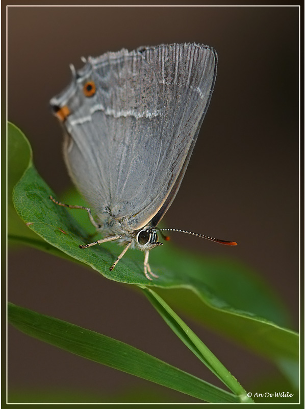 Eikenpage - Neozephyrus quercus