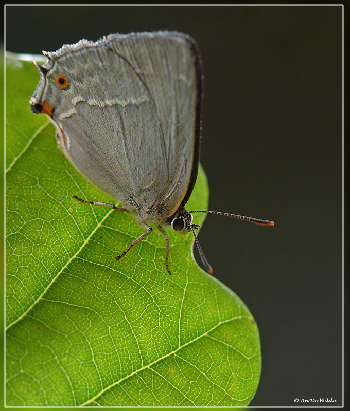 Eikenpage - Neozephyrus quercus